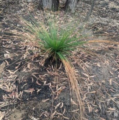 Xanthorrhoea australis (Austral Grass Tree, Kangaroo Tails) at Bundanoon - 6 Mar 2020 by Margot