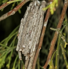 Clania ignobilis (Faggot Case Moth) at Bruce Ridge to Gossan Hill - 23 Nov 2011 by Bron