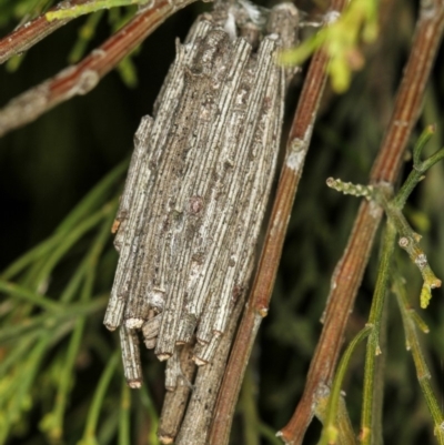 Clania ignobilis (Faggot Case Moth) at Bruce Ridge - 23 Nov 2011 by Bron