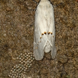 Pinara undescribed species near divisa at Bruce, ACT - 23 Nov 2011
