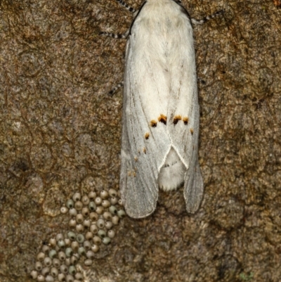 Pinara undescribed species near divisa at Bruce, ACT - 23 Nov 2011 by Bron