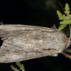 Persectania (genus) (A Noctuid moth) at Ainslie, ACT - 20 Nov 2019 by jbromilow50