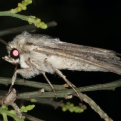 Persectania (genus) at Ainslie, ACT - 20 Nov 2019