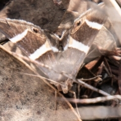 Grammodes oculicola (Small-eyed Box-Owlet) at Paddys River, ACT - 7 Mar 2020 by SWishart