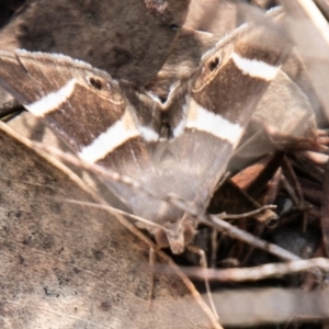 Grammodes oculicola at Paddys River, ACT - 7 Mar 2020