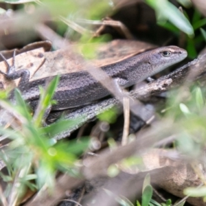 Lampropholis guichenoti at Paddys River, ACT - 7 Mar 2020