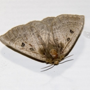 Anthela ocellata at Higgins, ACT - 16 Feb 2020