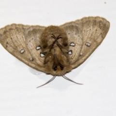 Anthela ocellata at Higgins, ACT - 16 Feb 2020