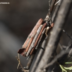 Clania lewinii & similar Casemoths (Parallel stick Case Moths) at Hawker, ACT - 14 Feb 2020 by AlisonMilton