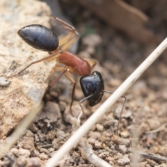 Camponotus nigriceps (Black-headed sugar ant) at Hawker, ACT - 14 Feb 2020 by AlisonMilton