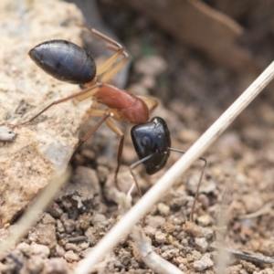 Camponotus nigriceps at Hawker, ACT - 14 Feb 2020