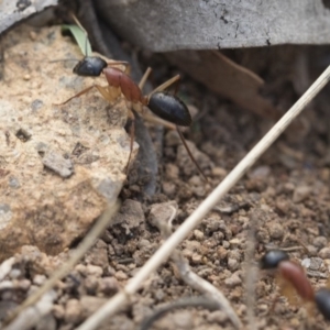 Camponotus nigriceps at Hawker, ACT - 14 Feb 2020 08:51 AM