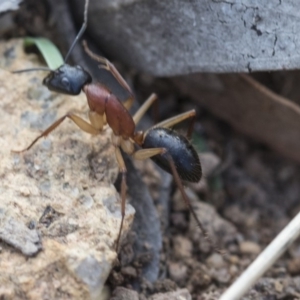 Camponotus nigriceps at Hawker, ACT - 14 Feb 2020