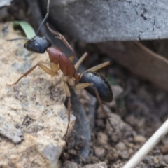 Camponotus nigriceps at Hawker, ACT - 14 Feb 2020