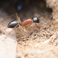 Camponotus nigriceps at Hawker, ACT - 14 Feb 2020 08:51 AM