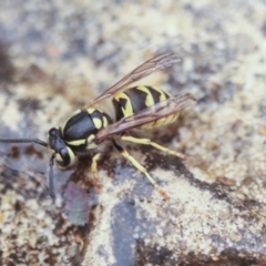 Vespula germanica (European wasp) at Higgins, ACT - 5 Jan 2020 by AlisonMilton