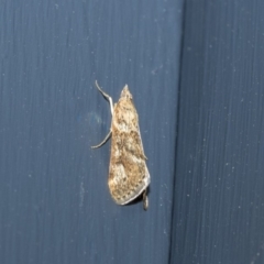 Achyra affinitalis (Cotton Web Spinner) at Higgins, ACT - 3 Mar 2020 by AlisonMilton