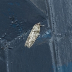 Philobota philostaura (A Concealer moth (Philobota group)) at Higgins, ACT - 3 Mar 2020 by AlisonMilton