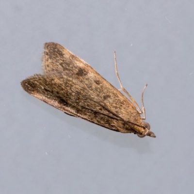 Achyra affinitalis (Cotton Web Spinner) at Higgins, ACT - 7 Mar 2020 by AlisonMilton