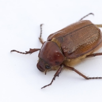 Antitrogus morbillosus (Tableland pasture scarab) at Scullin, ACT - 29 Jan 2020 by AlisonMilton