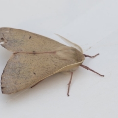 Arhodia lasiocamparia (Pink Arhodia (Oenochrominae)) at Higgins, ACT - 29 Jan 2020 by AlisonMilton