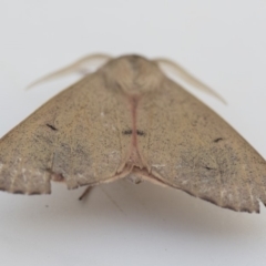 Arhodia lasiocamparia at Higgins, ACT - 29 Jan 2020