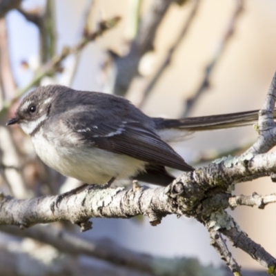 Rhipidura albiscapa (Grey Fantail) at Higgins, ACT - 17 Sep 2018 by Alison Milton