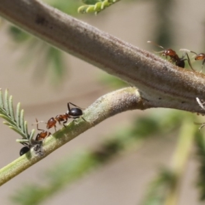 Papyrius nitidus at Dunlop, ACT - suppressed