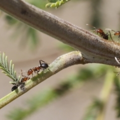 Papyrius nitidus (Shining Coconut Ant) at Dunlop, ACT - 14 Feb 2020 by AlisonMilton