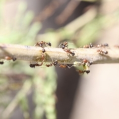 Papyrius nitidus at Dunlop, ACT - suppressed