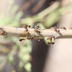 Papyrius nitidus at Dunlop, ACT - suppressed