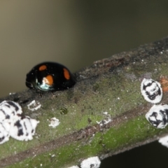 Orcus australasiae (Orange-spotted Ladybird) at Bruce Ridge - 23 Nov 2011 by Bron