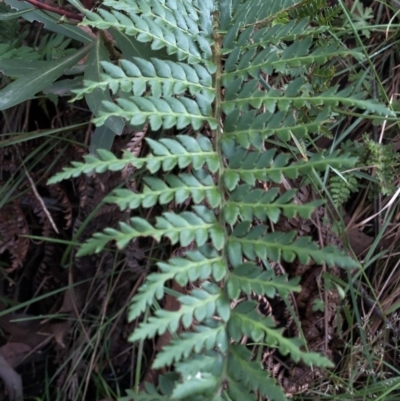 Polystichum proliferum (Mother Shield Fern) at Kosciuszko National Park - 7 Mar 2020 by Jubeyjubes