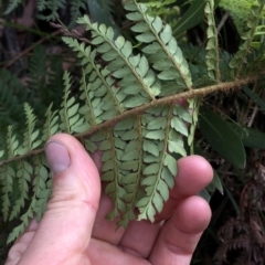 Polystichum proliferum at Kosciuszko National Park, NSW - 8 Mar 2020 09:50 AM