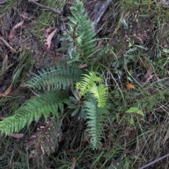 Polystichum proliferum at Kosciuszko National Park, NSW - 8 Mar 2020