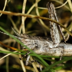 Coryphistes ruricola (Bark-mimicking Grasshopper) at Bruce Ridge to Gossan Hill - 23 Nov 2011 by Bron