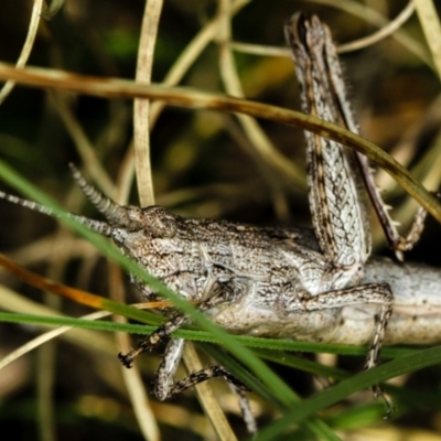 Coryphistes ruricola (Bark-mimicking Grasshopper) at Bruce Ridge - 23 Nov 2011 by Bron