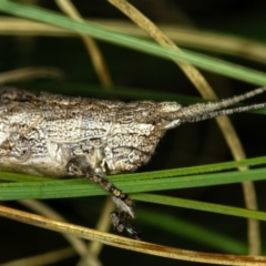 Coryphistes ruricola at Bruce, ACT - 23 Nov 2011