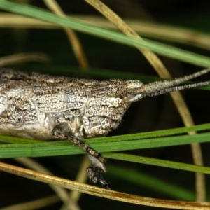 Coryphistes ruricola at Bruce, ACT - 23 Nov 2011