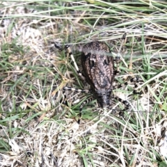 Acripeza reticulata (Mountain Katydid) at Kosciuszko National Park - 7 Mar 2020 by Jubeyjubes