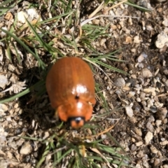 Paropsis augusta (A eucalypt leaf beetle) at Kosciuszko National Park - 7 Mar 2020 by Jubeyjubes