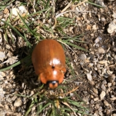 Paropsis augusta (A eucalypt leaf beetle) at Kosciuszko National Park, NSW - 7 Mar 2020 by Jubeyjubes