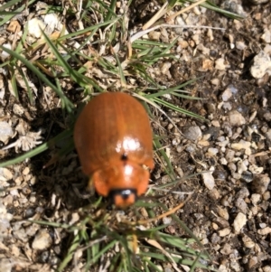 Paropsis augusta at Kosciuszko National Park, NSW - 7 Mar 2020 03:15 PM