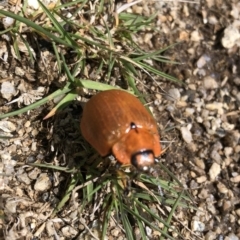 Paropsis augusta at Kosciuszko National Park, NSW - 7 Mar 2020 03:15 PM