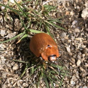 Paropsis augusta at Kosciuszko National Park, NSW - 7 Mar 2020 03:15 PM