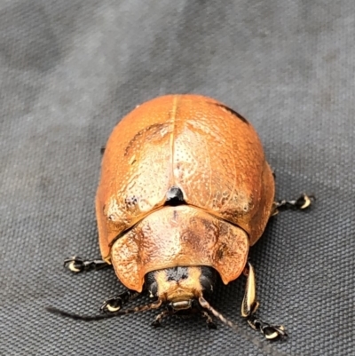 Paropsis augusta (A eucalypt leaf beetle) at Kosciuszko National Park - 8 Mar 2020 by Jubeyjubes