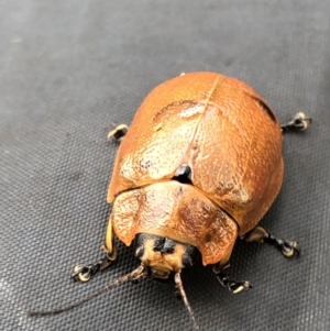 Paropsis augusta at Pilot Wilderness, NSW - 8 Mar 2020