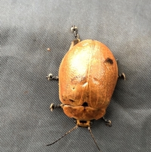 Paropsis augusta at Pilot Wilderness, NSW - 8 Mar 2020