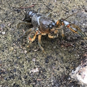 Euastacus sp. (genus) at Pilot Wilderness, NSW - 8 Mar 2020