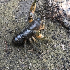 Euastacus sp. (genus) at Pilot Wilderness, NSW - 8 Mar 2020